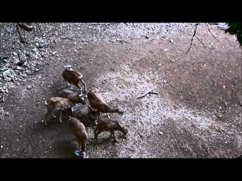 Caccia con l’Arco al Muflone