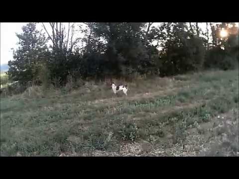 A caccia con l’Espagneul Breton