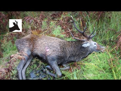 Caccia al Cervo in Scozia