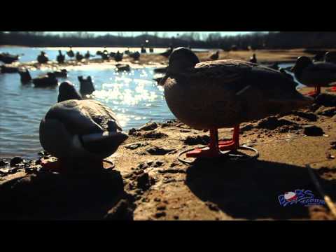 Caccia agli Acquatici su fiumi, laghi e stagni – Duck Hunting