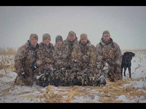 Caccia alle Anatre al Campo – Duck Hunting in Dry Fields