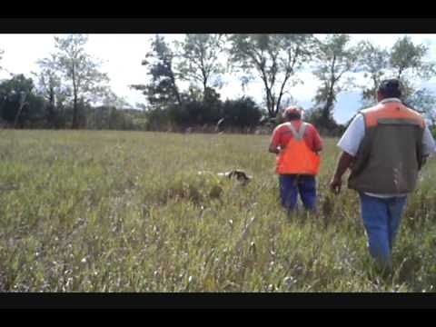 Cani: Springer Spaniel in addestramento