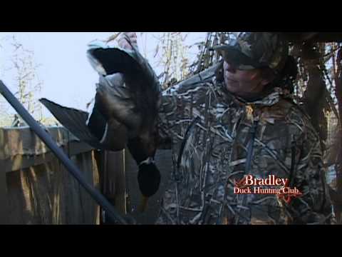 Caccia alle Anatre – Germano Reale