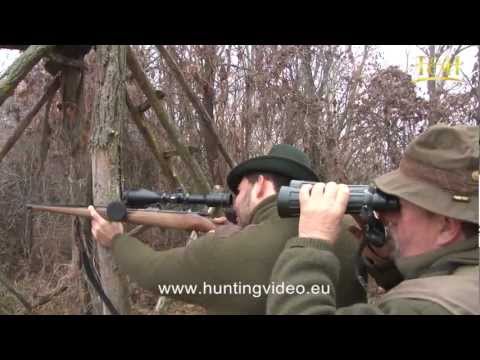 Caccia al Cinghiale in Ungheria