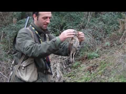 Caccia alla beccaccia con Setter Inglese