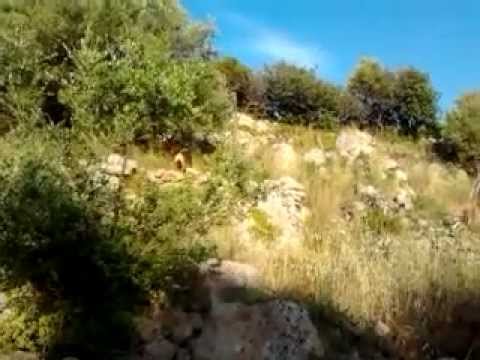 Caccia al Coniglio Selvatico con Cirneco dell’Etna