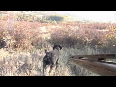 Caccia alla Pernice con Drahthaar