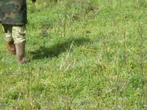 Addestramento Setter Inglese su Quaglia