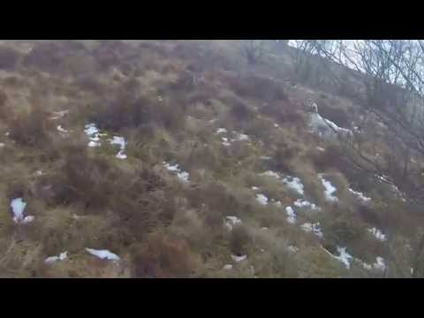 Caccia alle Beccacce in Scozia con Setter Inglese