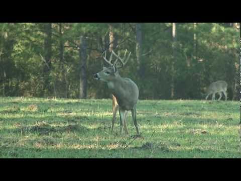 Caccia di selezione al Cervo della Virginia. Deer Hunting Mature Bucks in Alabama During the Rut – The Management Advantage n.25