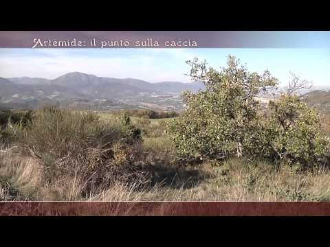 Caccia alla Lepre a Staffolo (AN)