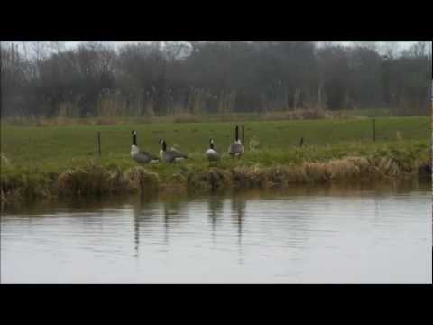Anatre e Oche allo stagno