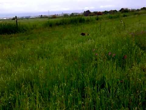 Cani: Setter e Breton su quaglia