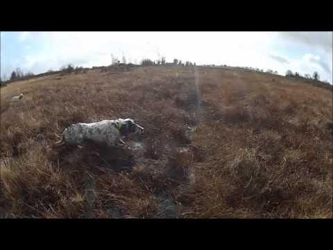 Beccacce e Beccaccini con Setter Inglesi in Irlanda