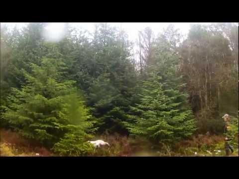 Caccia alla Beccaccia, hunting woodcock in Scozia con Setter Inglese