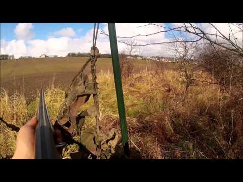 Caccia ai colombacci in Scozia