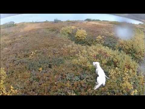 Caccia al Beccaccino con Setter Inglese