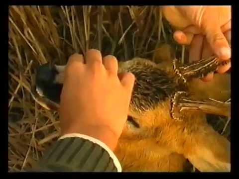 Caccia al Capriolo in Ungheria – 6a parte