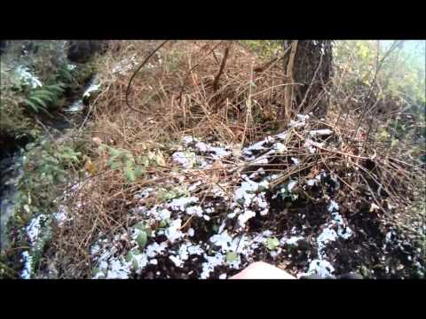 Caccia al Cinghiale in Corsica