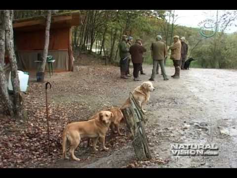 Caccia alle Anatre in riserva francese