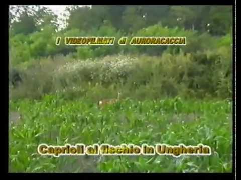 Caccia al Capriolo in Ungheria – 3a parte