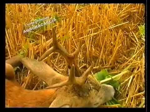 Caccia al Capriolo in Ungheria – 2a Parte