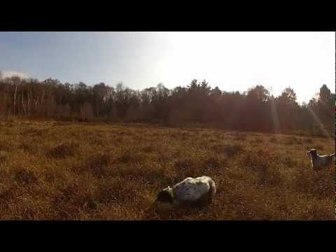 Setter Inglesi su Beccaccino in torbiera