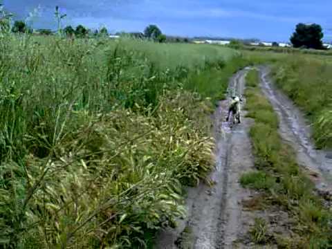 Caccia alla quaglia con Breton e Setter