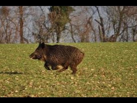 Caccia al Cinghiale