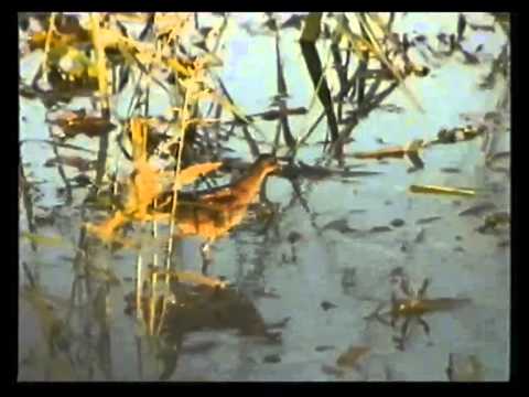 Caccia agli Anatidi in Serbia – 4a Parte