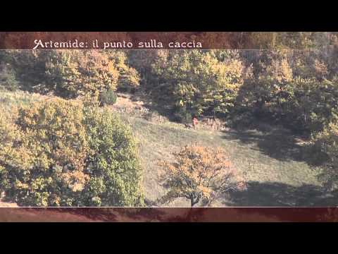 Caccia al Cinghiale in girata a Fiumalbo (MO)