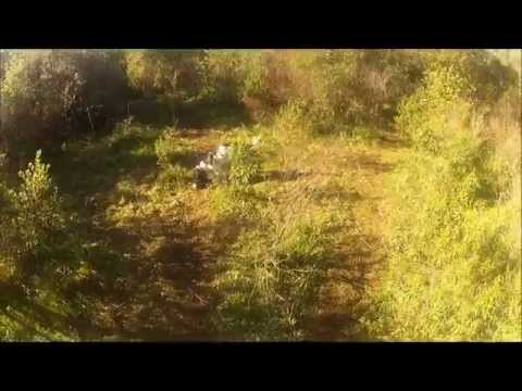 Caccia ai Tordi in Corsica del Sud