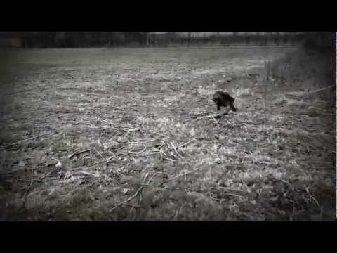 Cani: Setter Irlandese su Fagiano