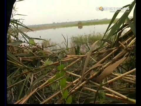 Caccia agli anatidi in Serbia – 3a parte