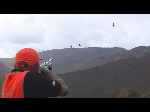 Caccia alla Coturnice in Turchia