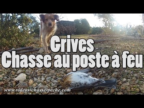 Caccia ai Tordi in appostamento fisso
