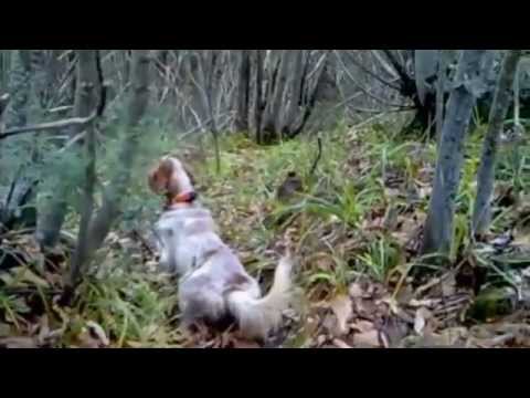 Caccia alle Beccacce – Parte 1