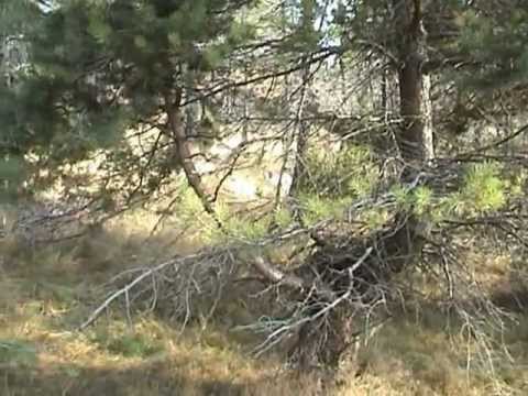 Cani: Allenamento per Espagneul Breton