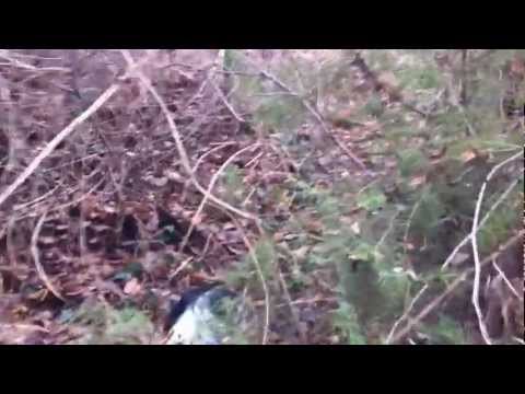 Caccia alla Beccaccia con Setter Inglese