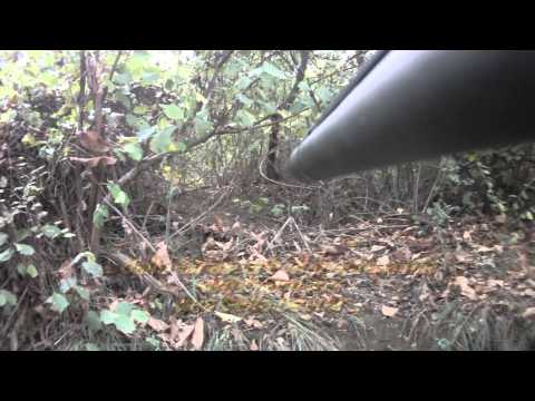 Caccia al Cinghiale in Piemonte