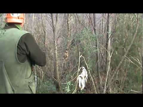 Caccia alla Beccaccia con Setter Inglese