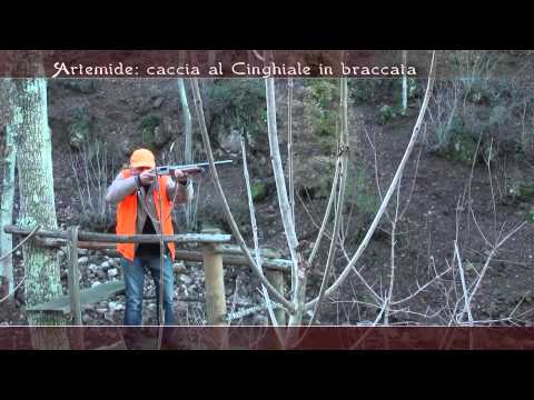 Caccia al Cinghiale in braccata