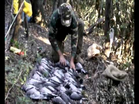 Caccia al Colombaccio