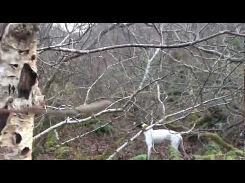 Prima Beccaccia sull\’Isola di Mull