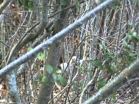 Caccia alla Beccaccia con Setter Inglese