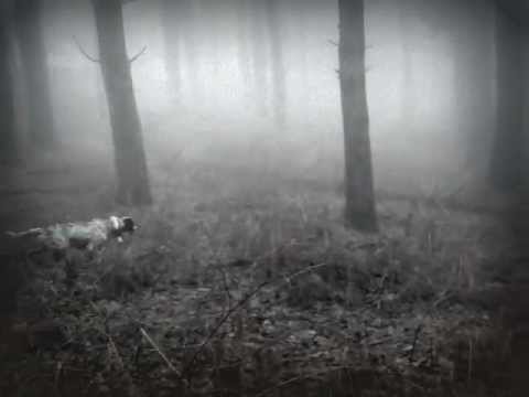 Setter Inglese su Beccaccia