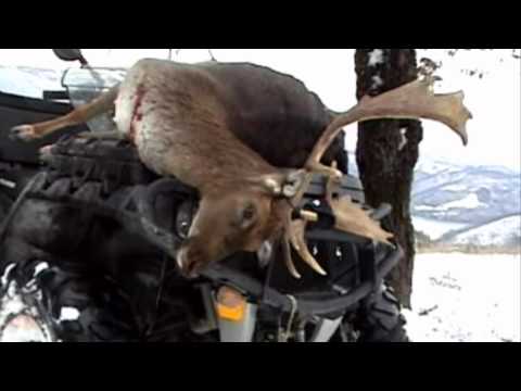 Caccia al cinghiale … Daino carica bassotto – 2° tempo