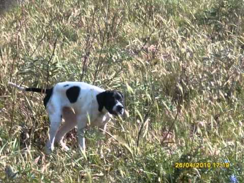 Video di Caccia alla Quaglia