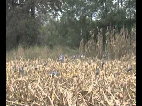 Caccia al Colombaccio al campo