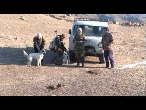 Caccia alle cotorne del Kirghizistan – seconda parte